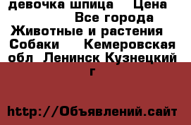 девочка шпица  › Цена ­ 40 000 - Все города Животные и растения » Собаки   . Кемеровская обл.,Ленинск-Кузнецкий г.